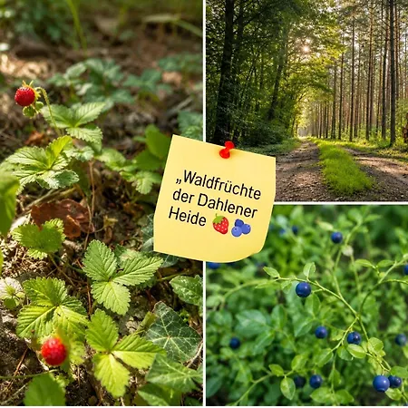 Waldidyll - Ruhe Mitten Im Wald Appartement *